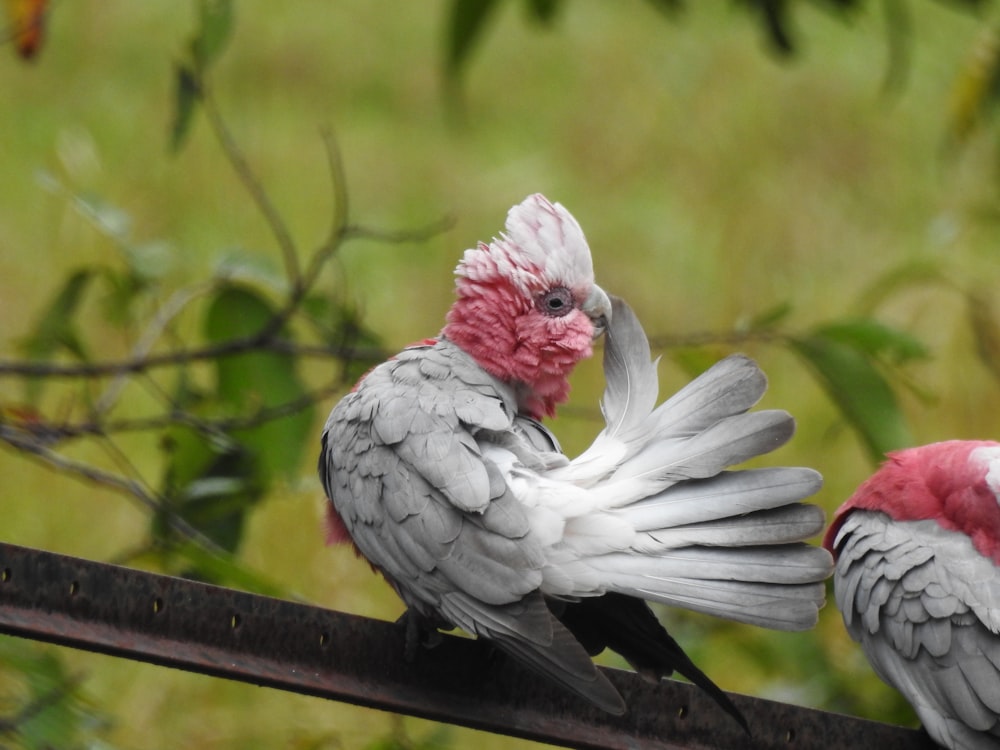 white and red bird on brown wooden fence