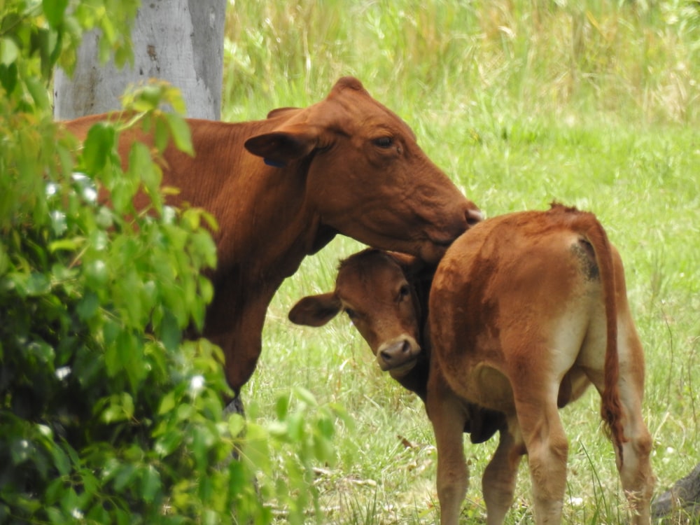 brown cow on green grass field during daytime