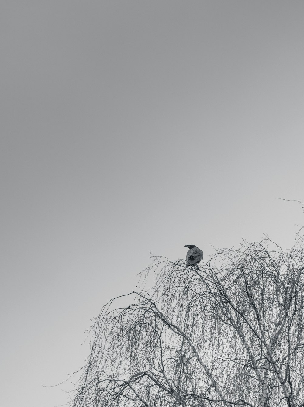 white and black bird on bare tree during daytime