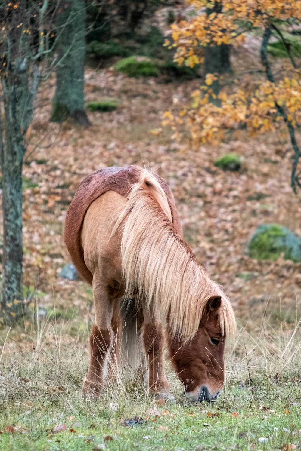 brown horse on green grass during daytime