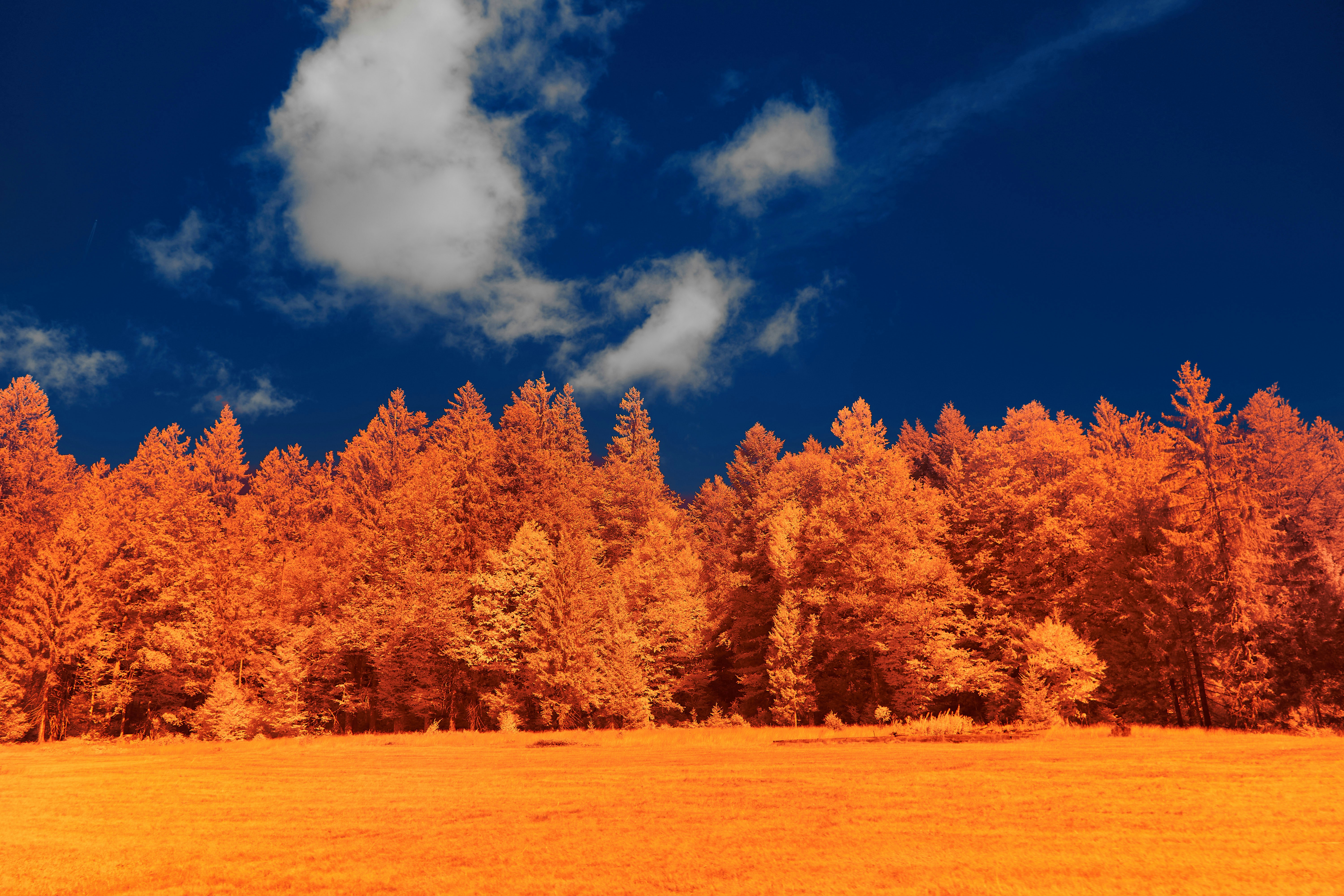 Photo by wolfgang_hasselmann