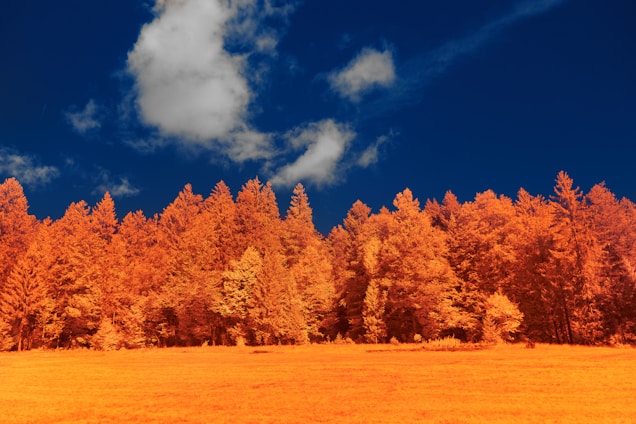 A vibrant forest landscape with trees in vivid orange hues, set against a deep azure sky with scattered white clouds.