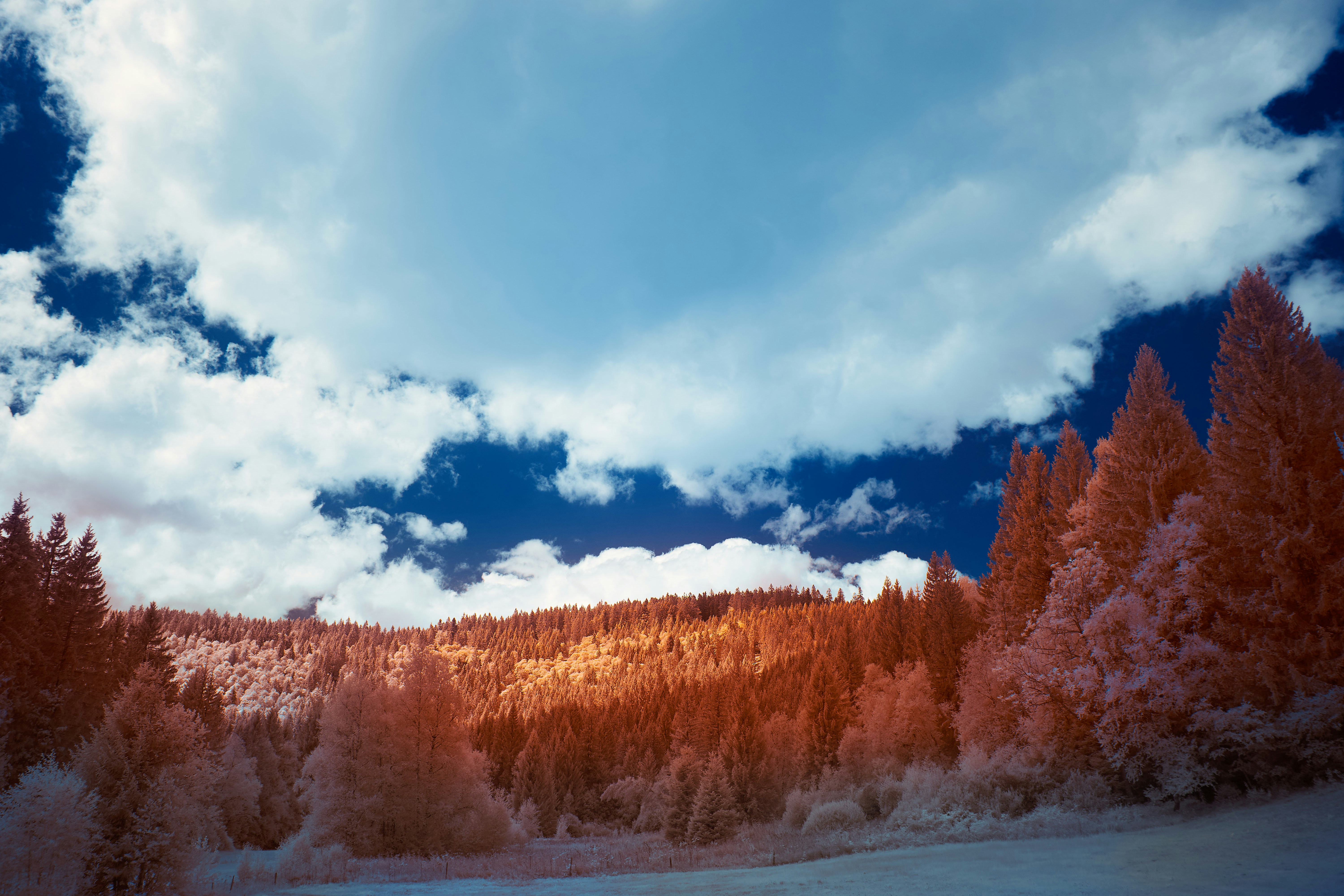 Photo by wolfgang_hasselmann