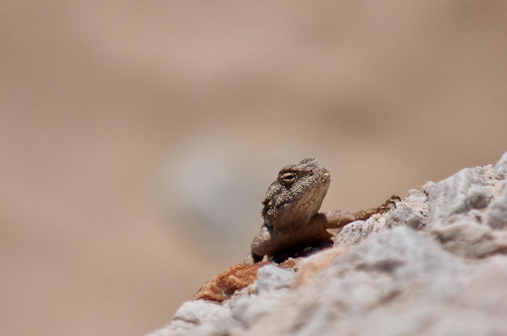 brown and black lizard on brown rock