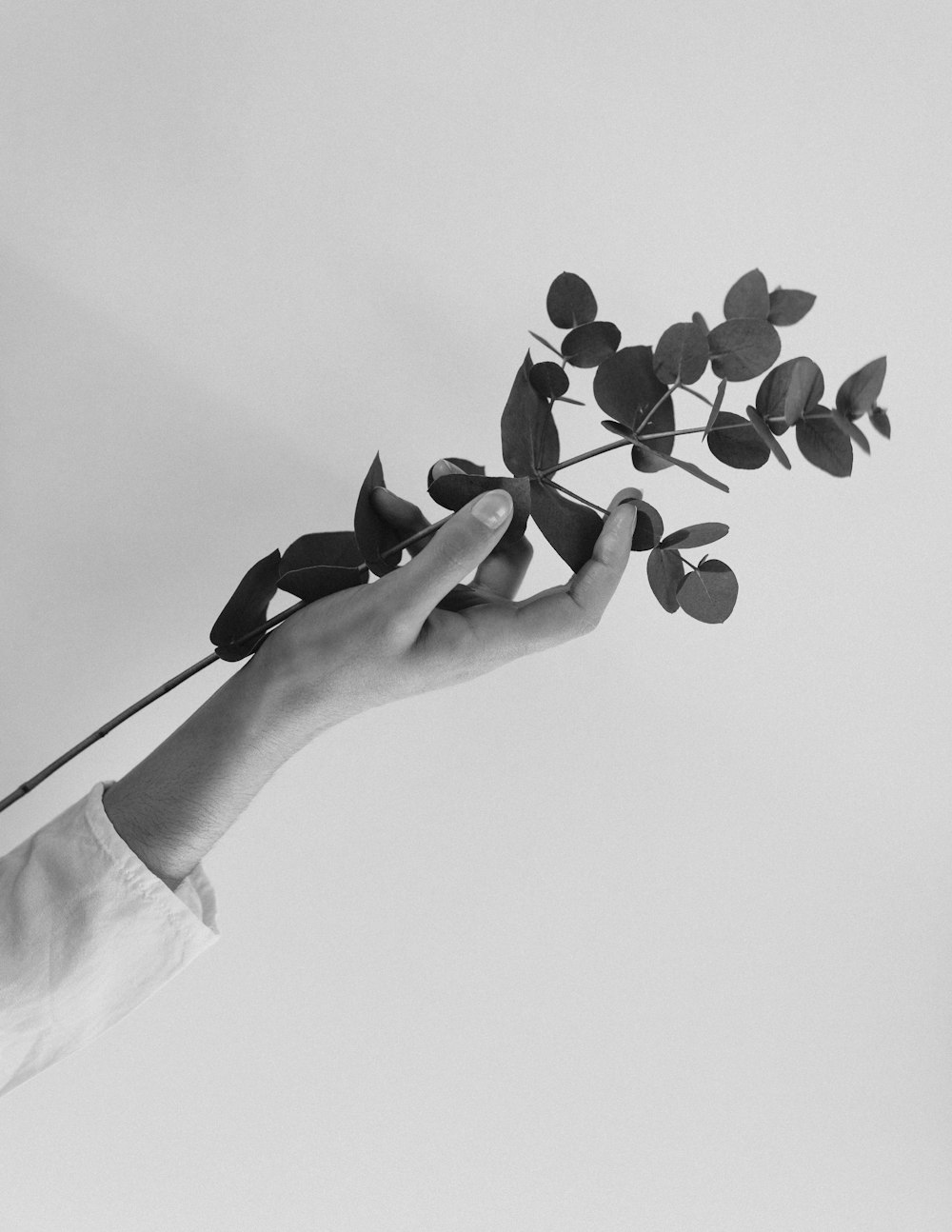 person holding black and white flower petals
