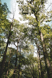 green trees under blue sky during daytime