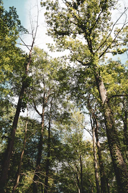 green trees under blue sky during daytime