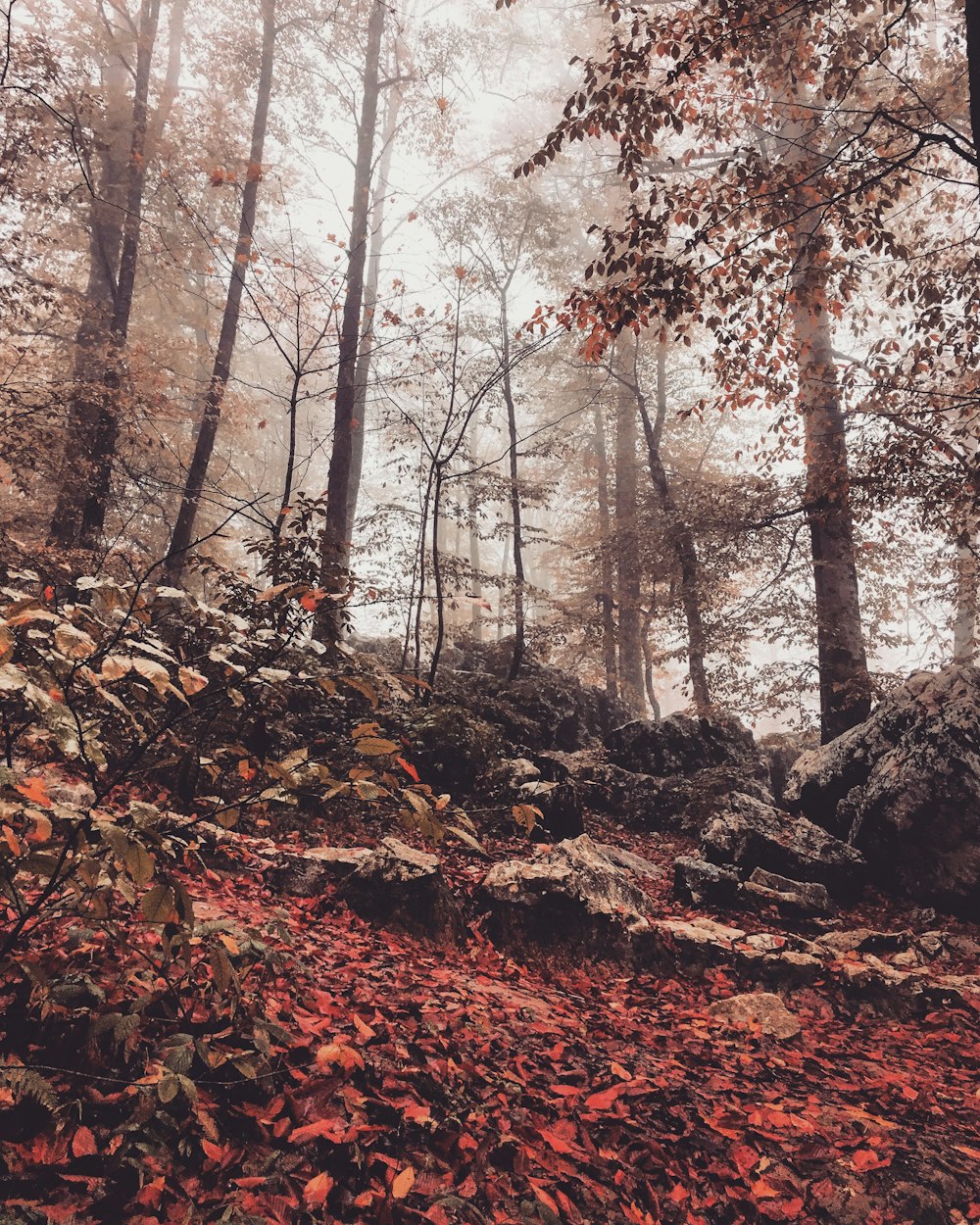 brown leaves on ground under trees during daytime