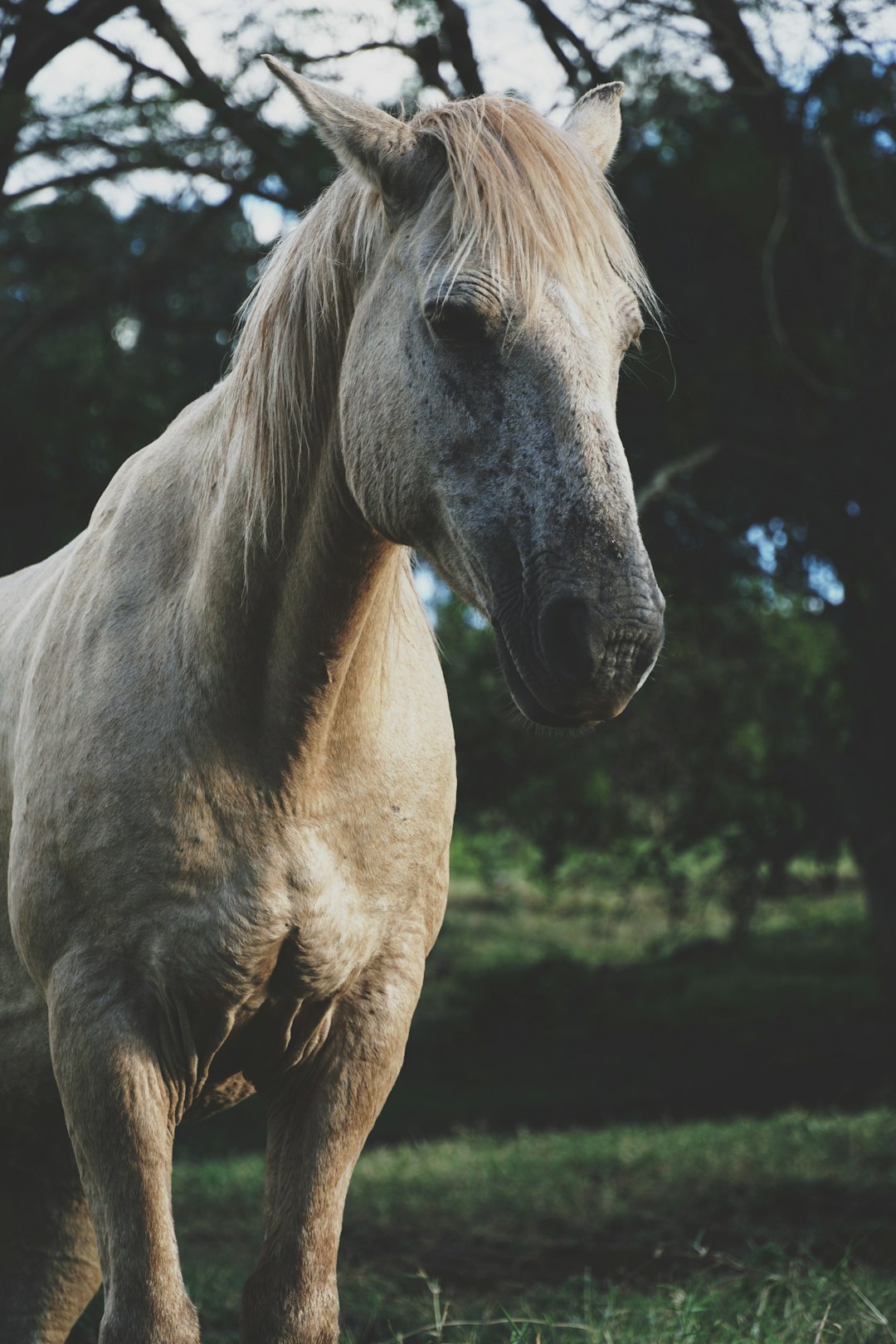 white horse in close up photography