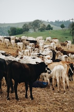 herd of cow on green grass field during daytime