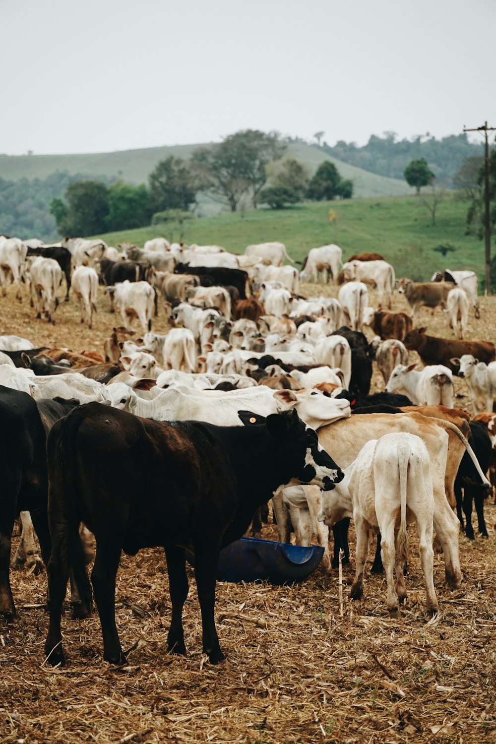 mandria di mucche sul campo di erba verde durante il giorno