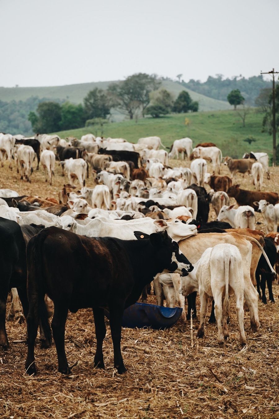 Rebanho bovino em pastagem no Maranhão