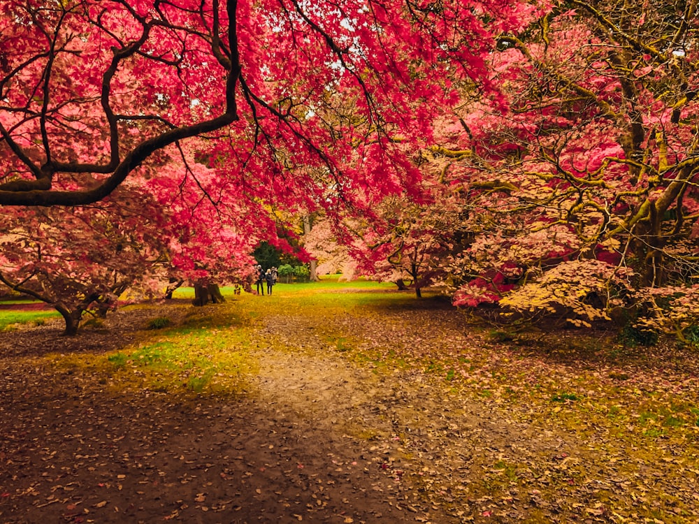 people sitting on bench under red leaf trees during daytime