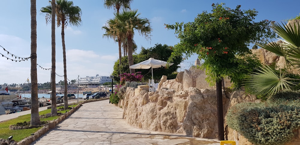 palm trees near body of water during daytime