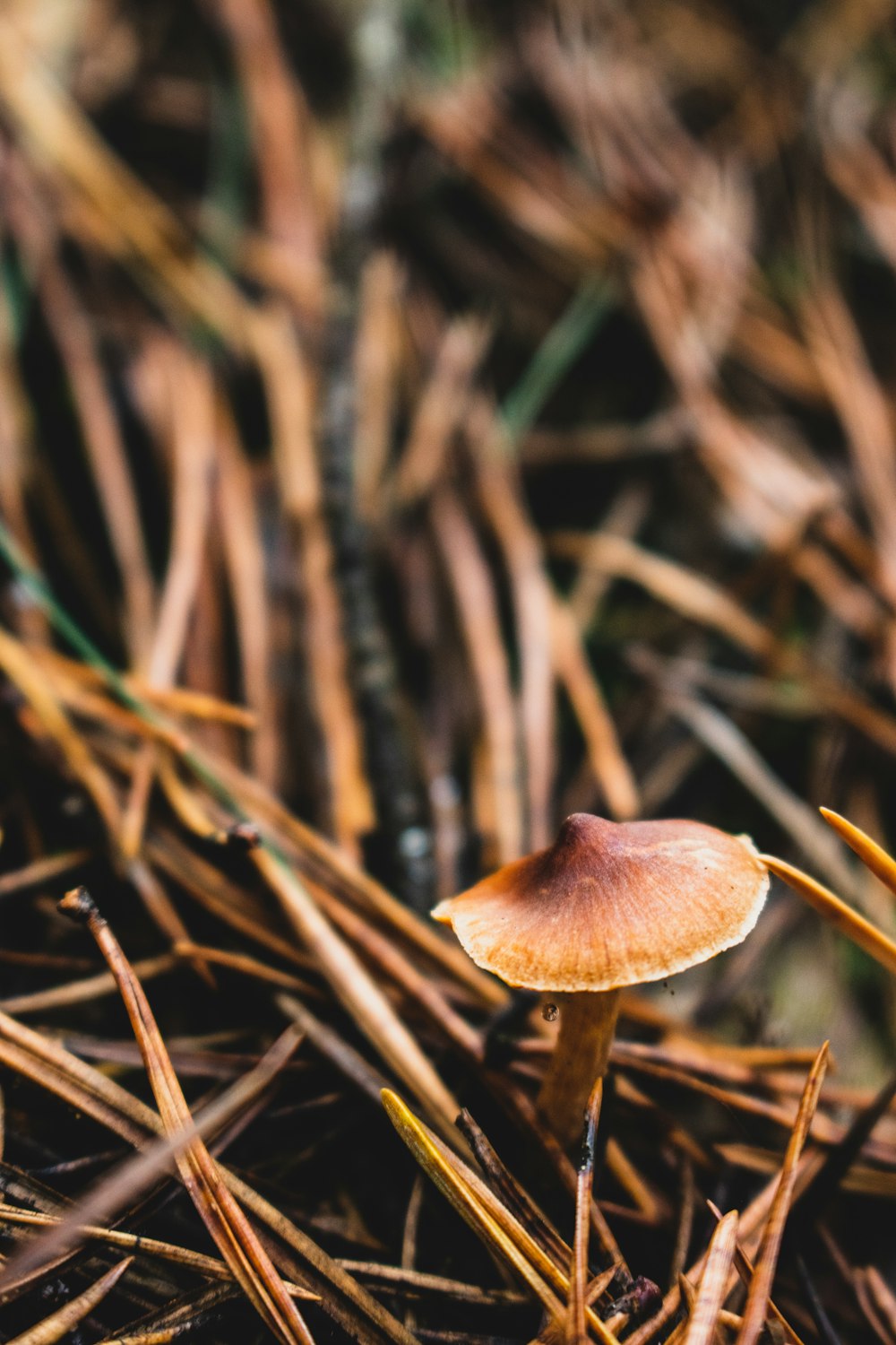 brown mushroom on brown grass