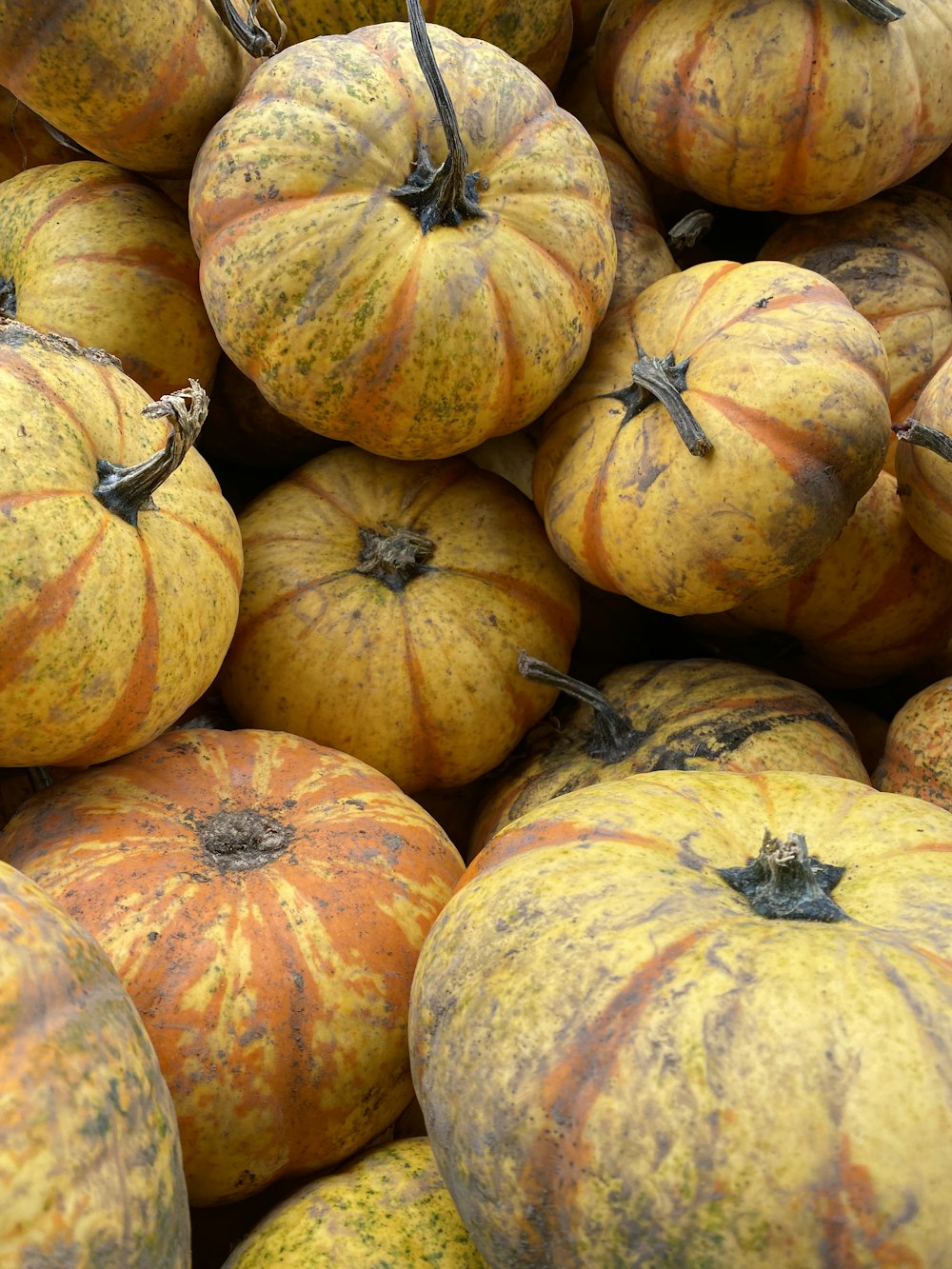 orange and green pumpkin on brown wooden table