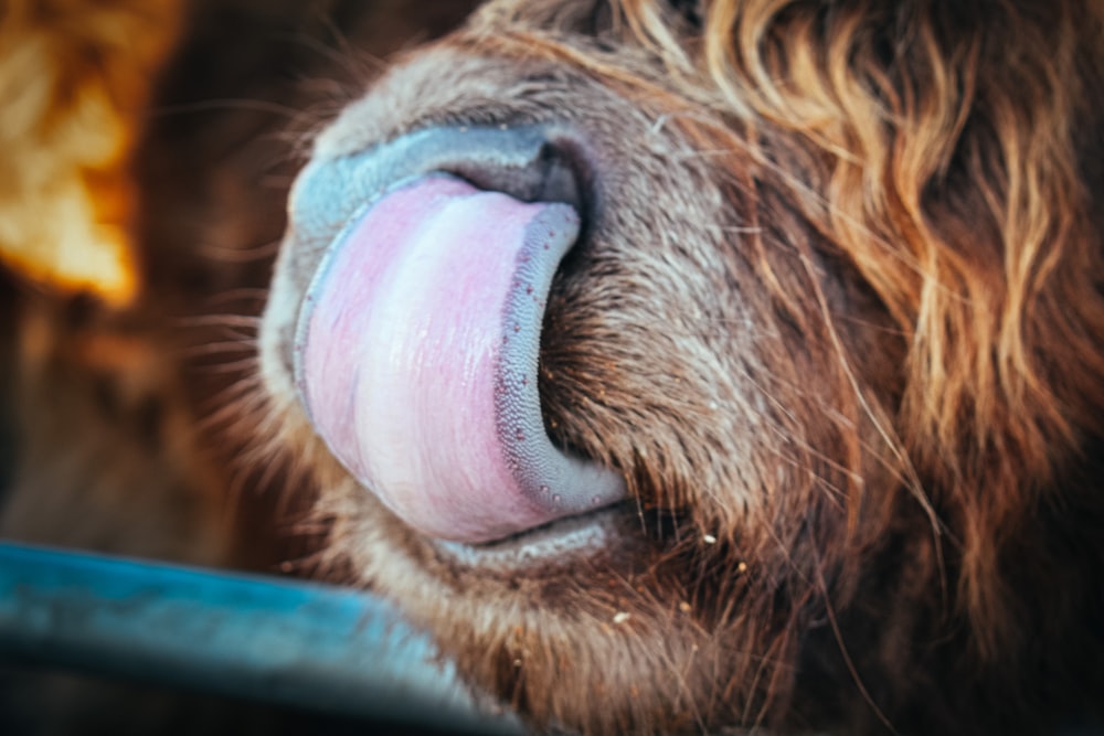 brown animal showing tongue during daytime