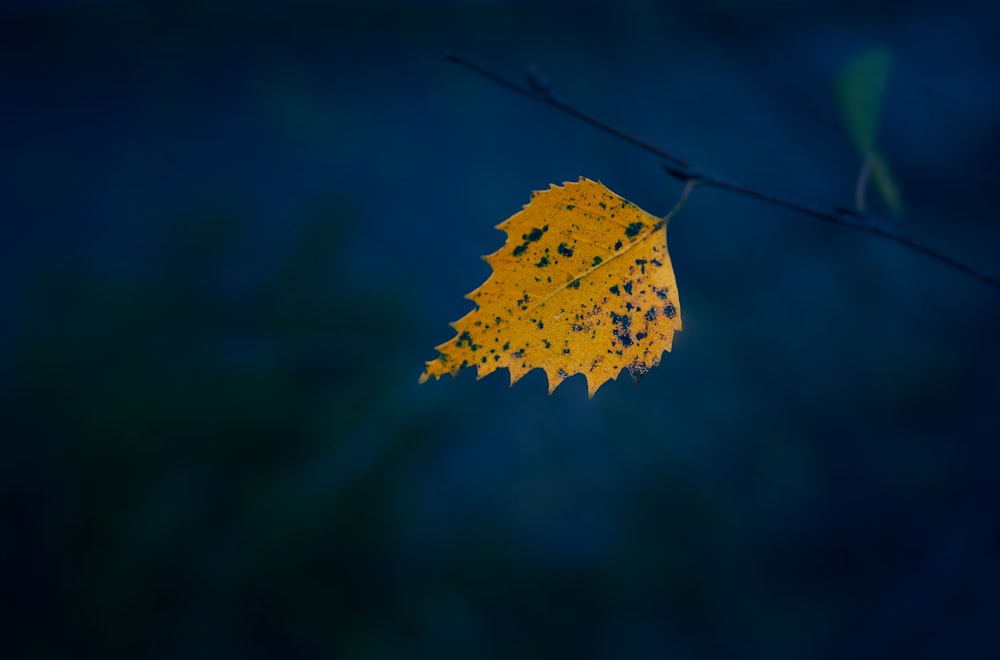 brown leaf with water droplets