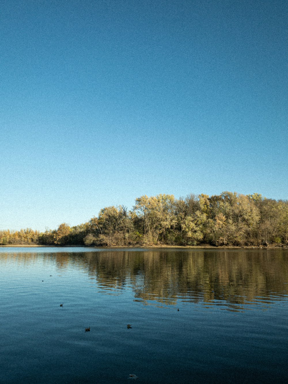 green trees beside body of water during daytime