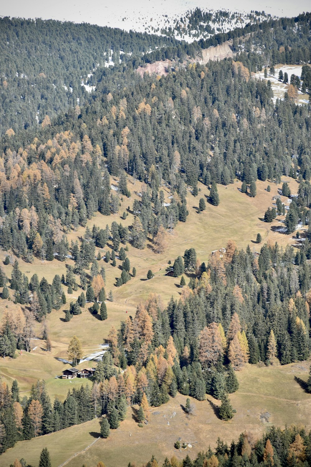 green and brown trees on brown field during daytime