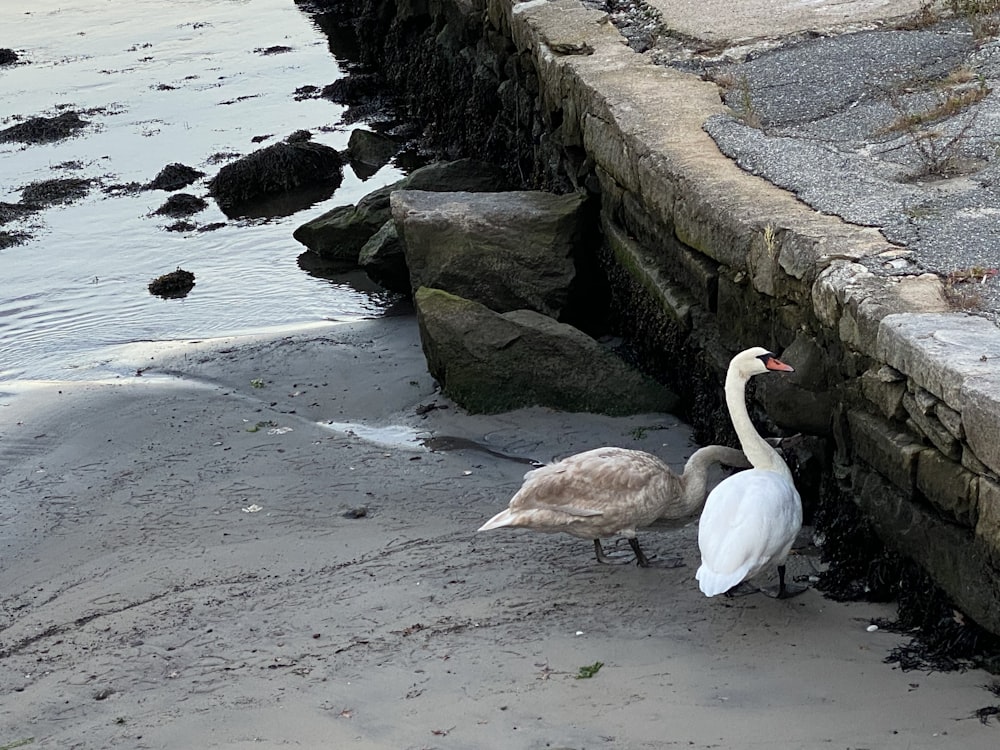 white swan on water during daytime