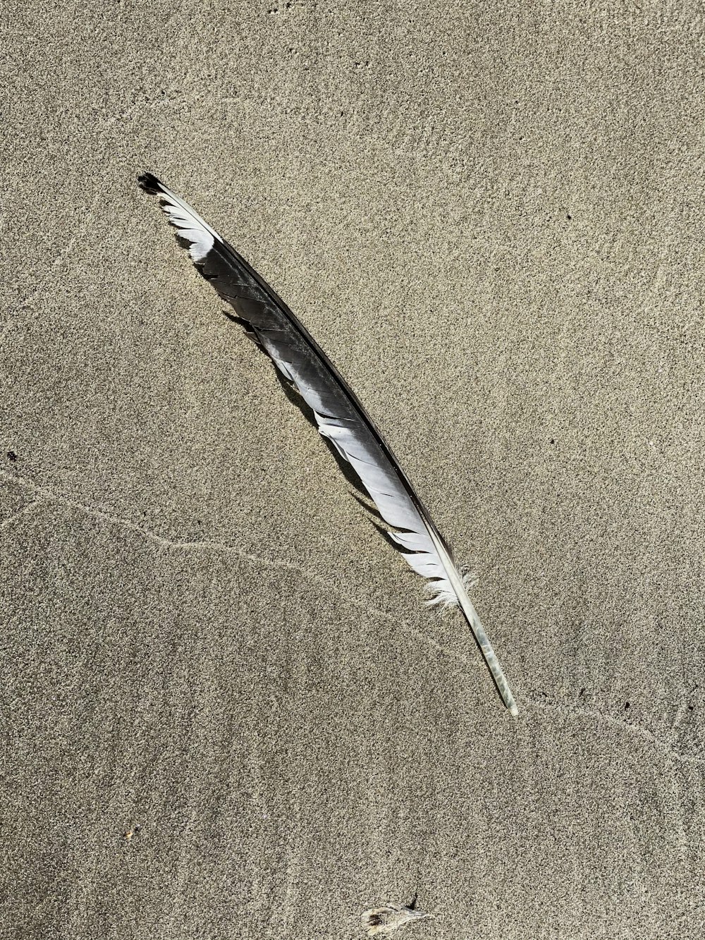 black and white feather on brown textile