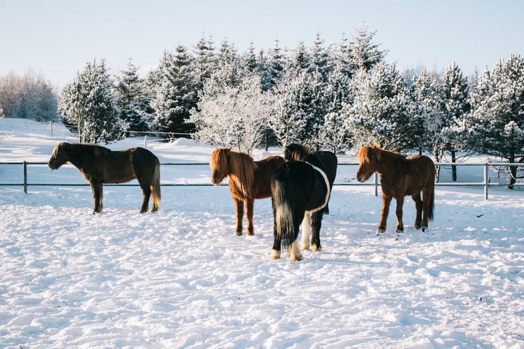 horses on snow covered ground during daytime