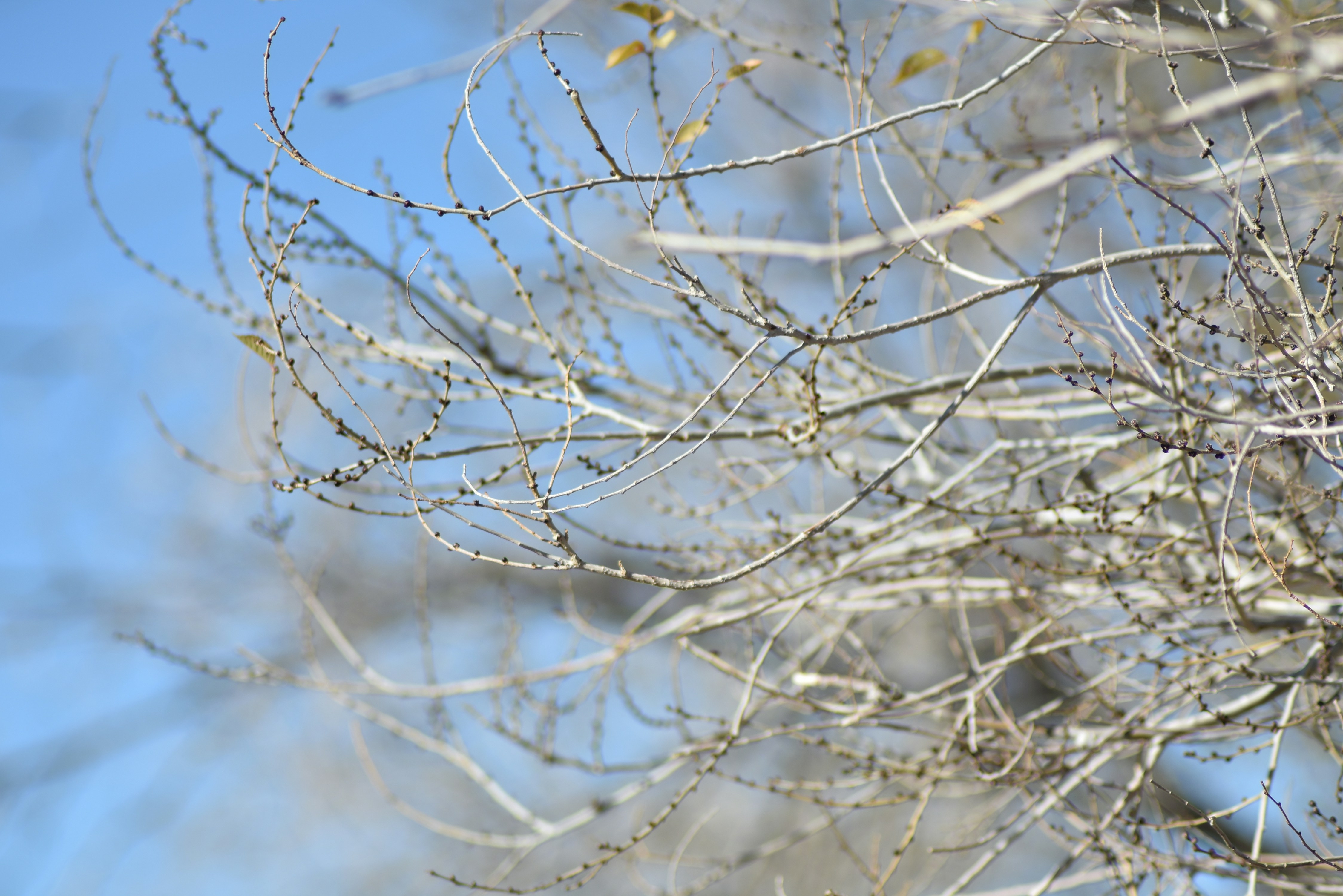 Photo by alexantunanocmm