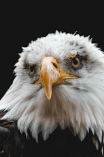 white and brown eagle head