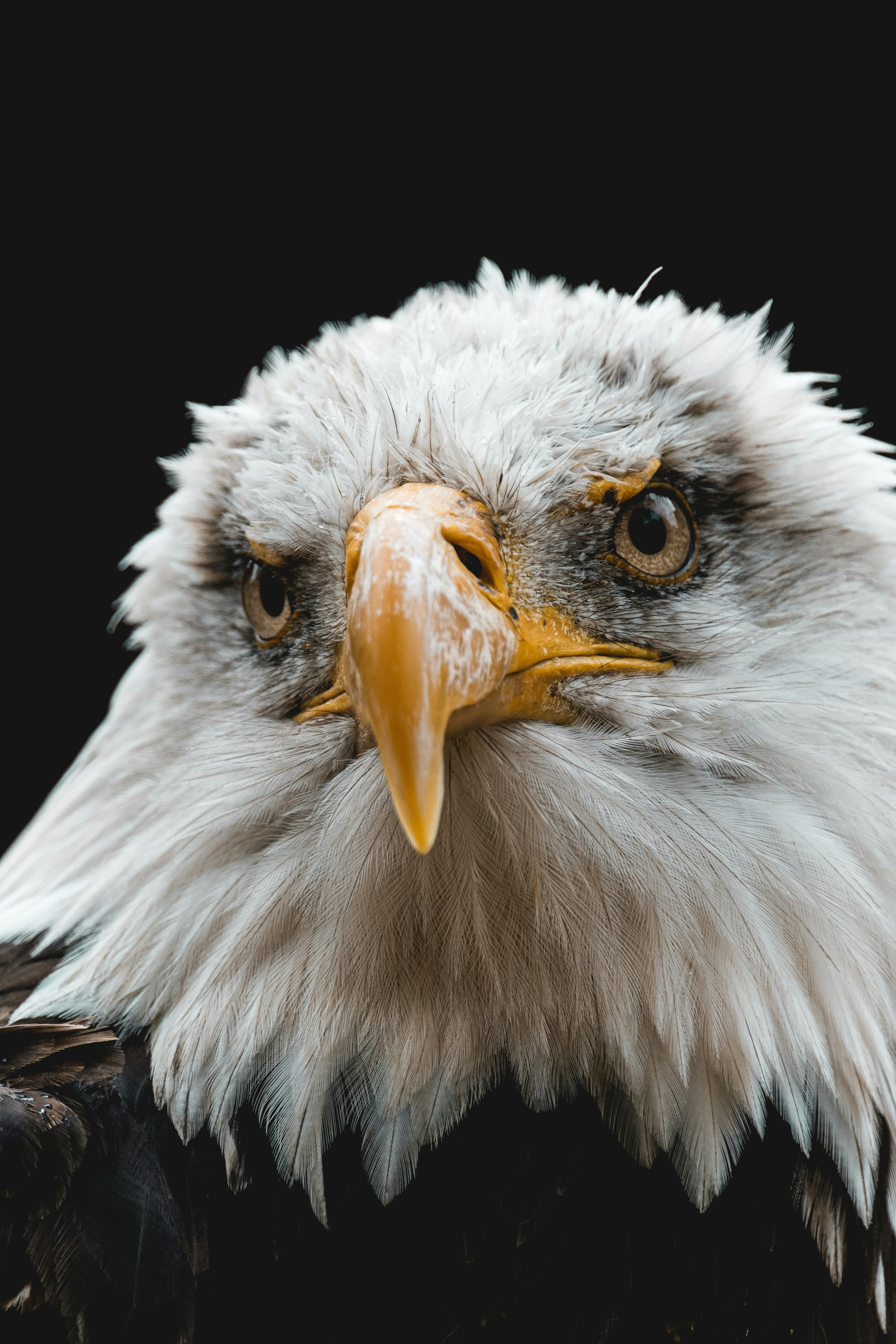great photo recipe,how to photograph white and brown eagle head