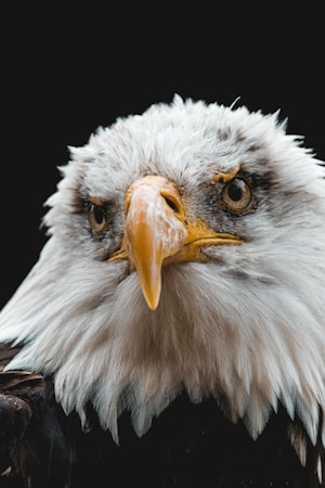 wildlife photography,how to photograph white and brown eagle head