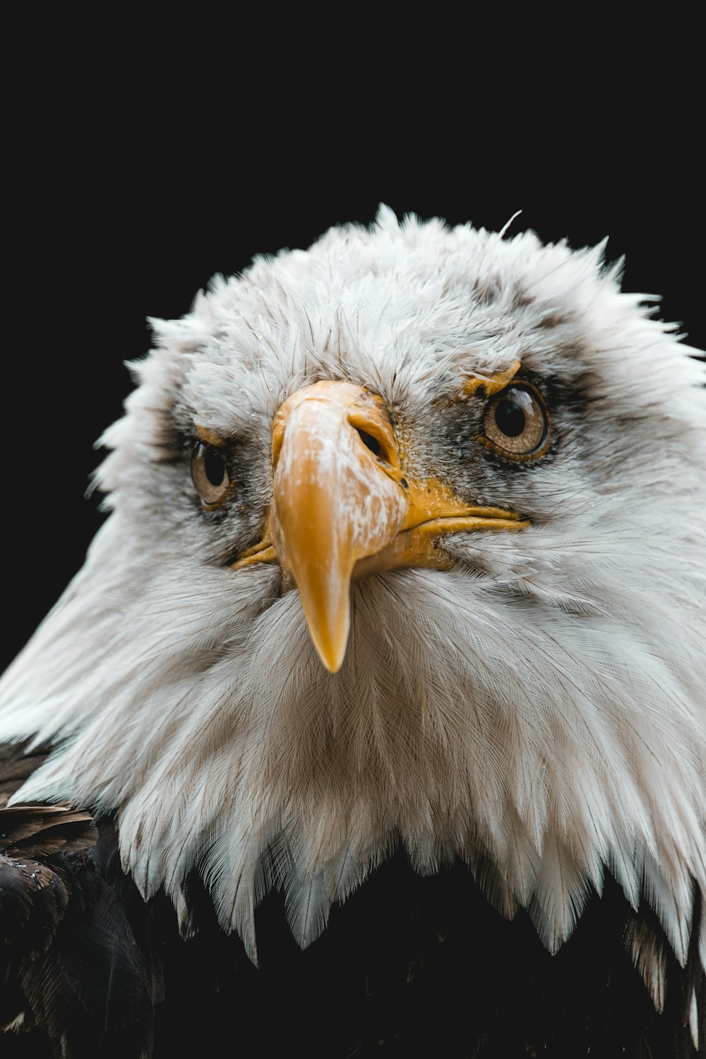 tête d’aigle blanche et brune