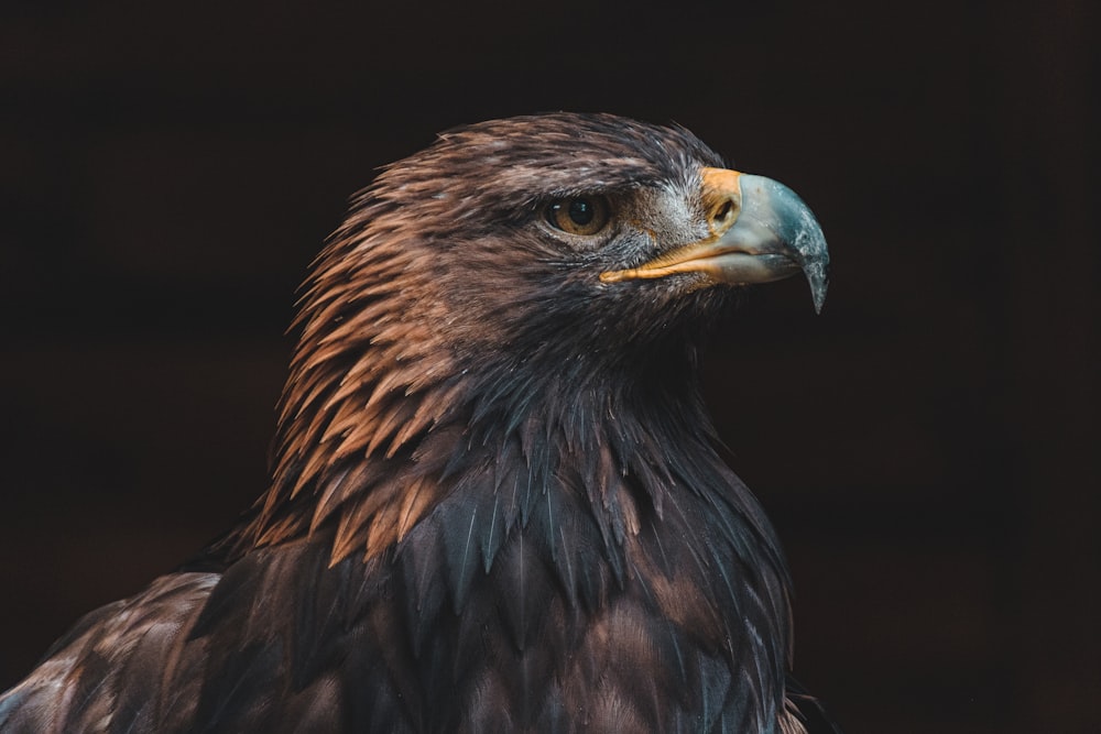 aigle noir et brun en photographie en gros plan