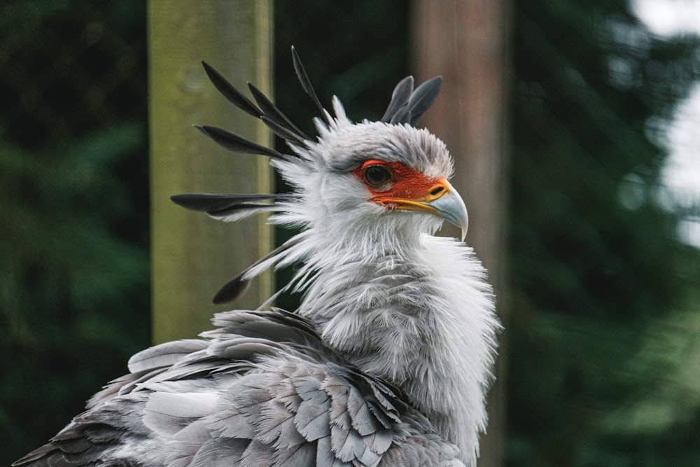 white and gray bird on brown wooden surface