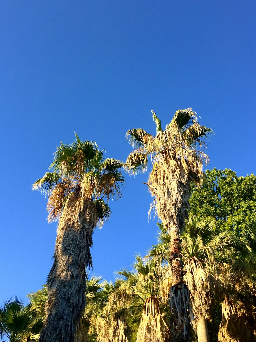 green and brown tree under blue sky during daytime