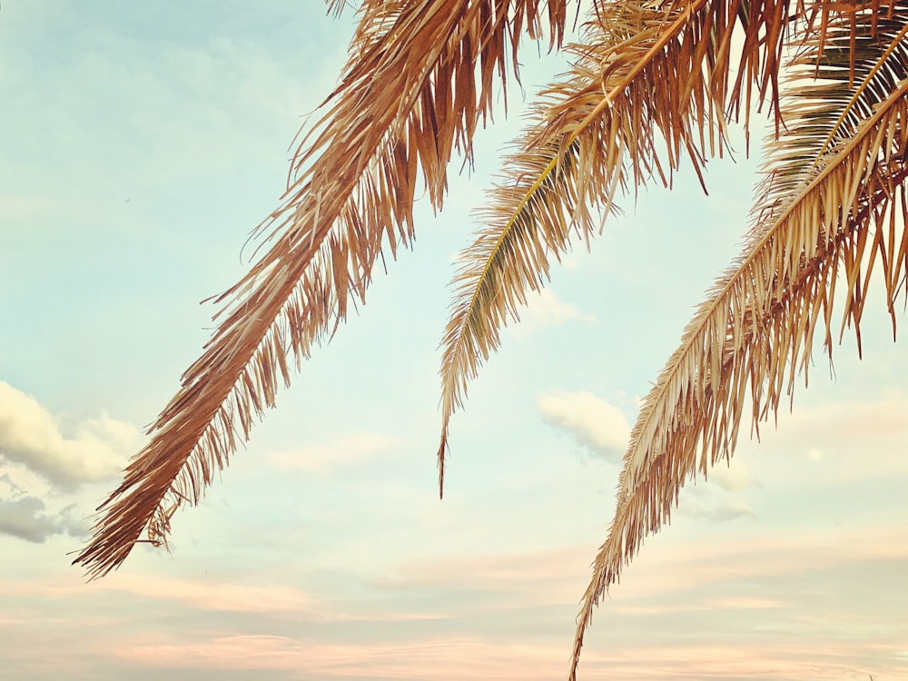 palm tree under blue sky during daytime