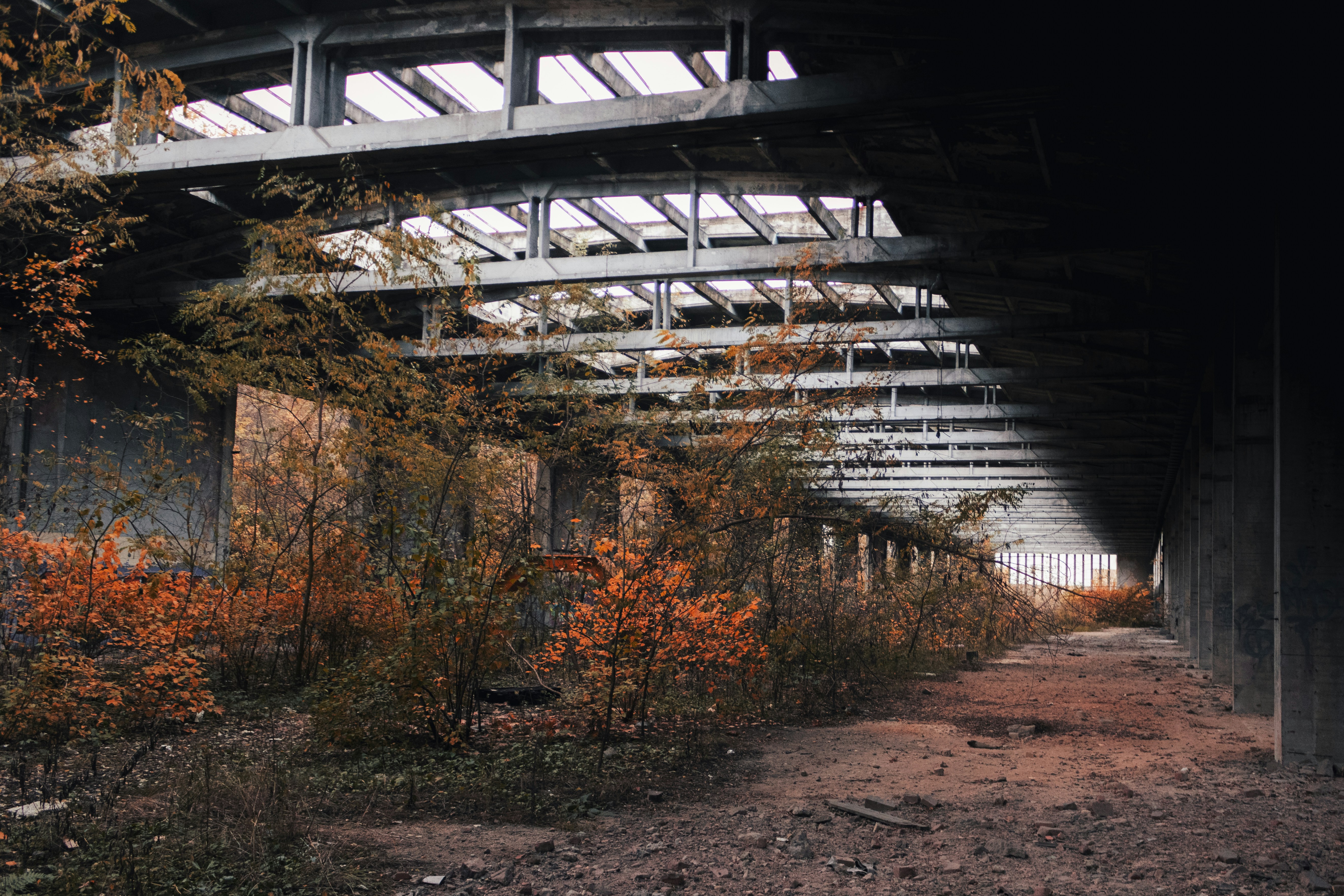 brown trees under white bridge during daytime, Photo of an old, abandoned factory building reclaimed by nature.