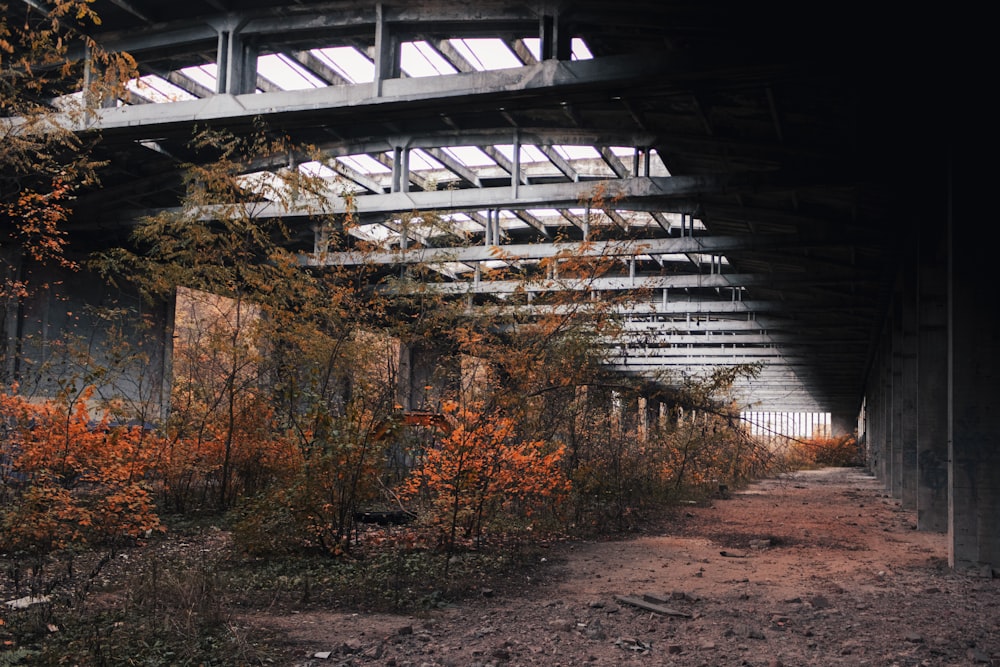 brown trees under white bridge during daytime