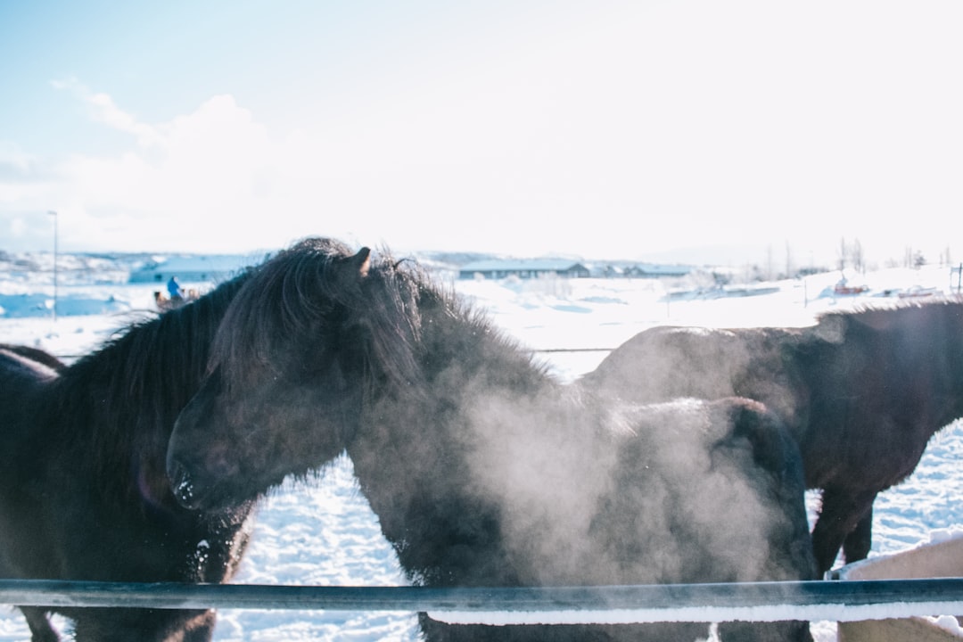 black horse on water during daytime