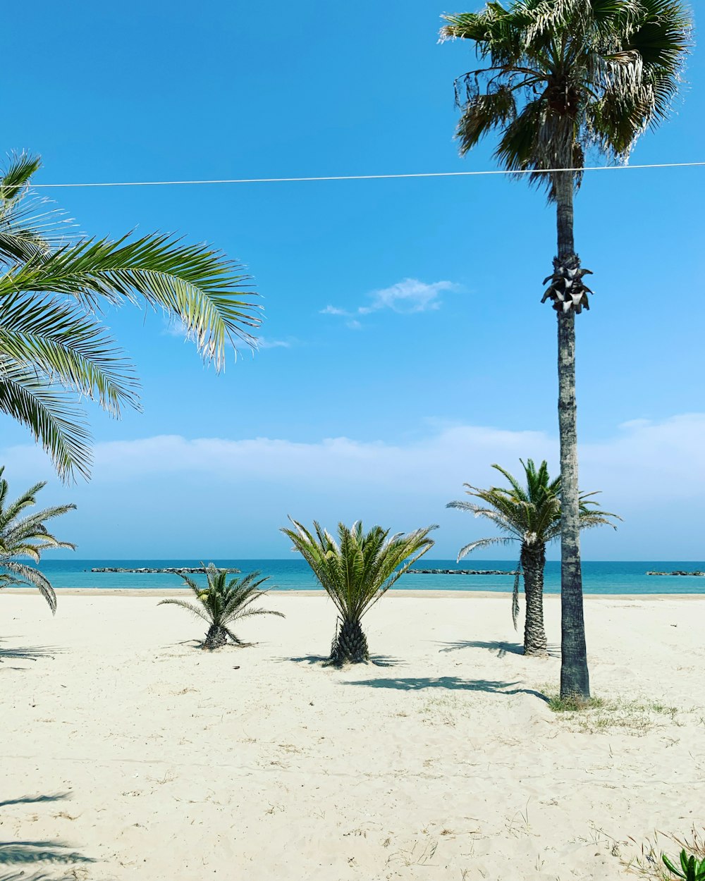 palmier sur la plage de sable blanc pendant la journée