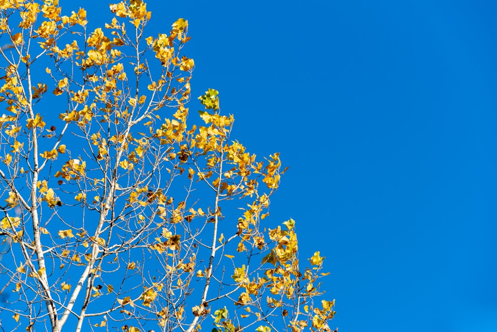 yellow flower under blue sky during daytime