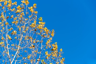 Beacon Hill community