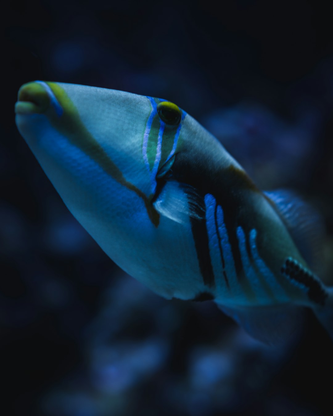 blue and white fish in close up photography
