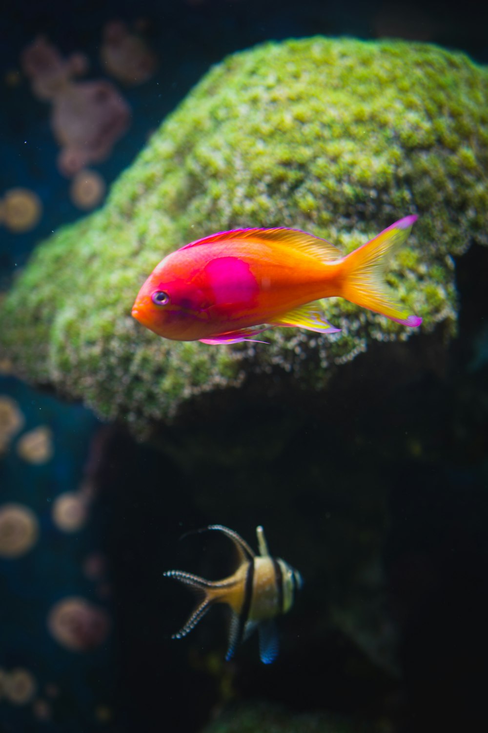 orange fish in water with green plant