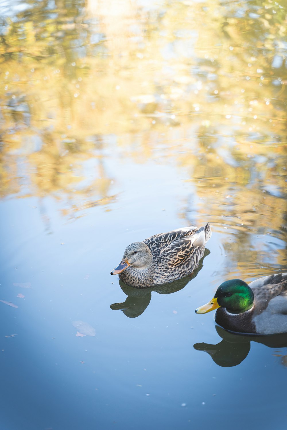 brown duck on water during daytime