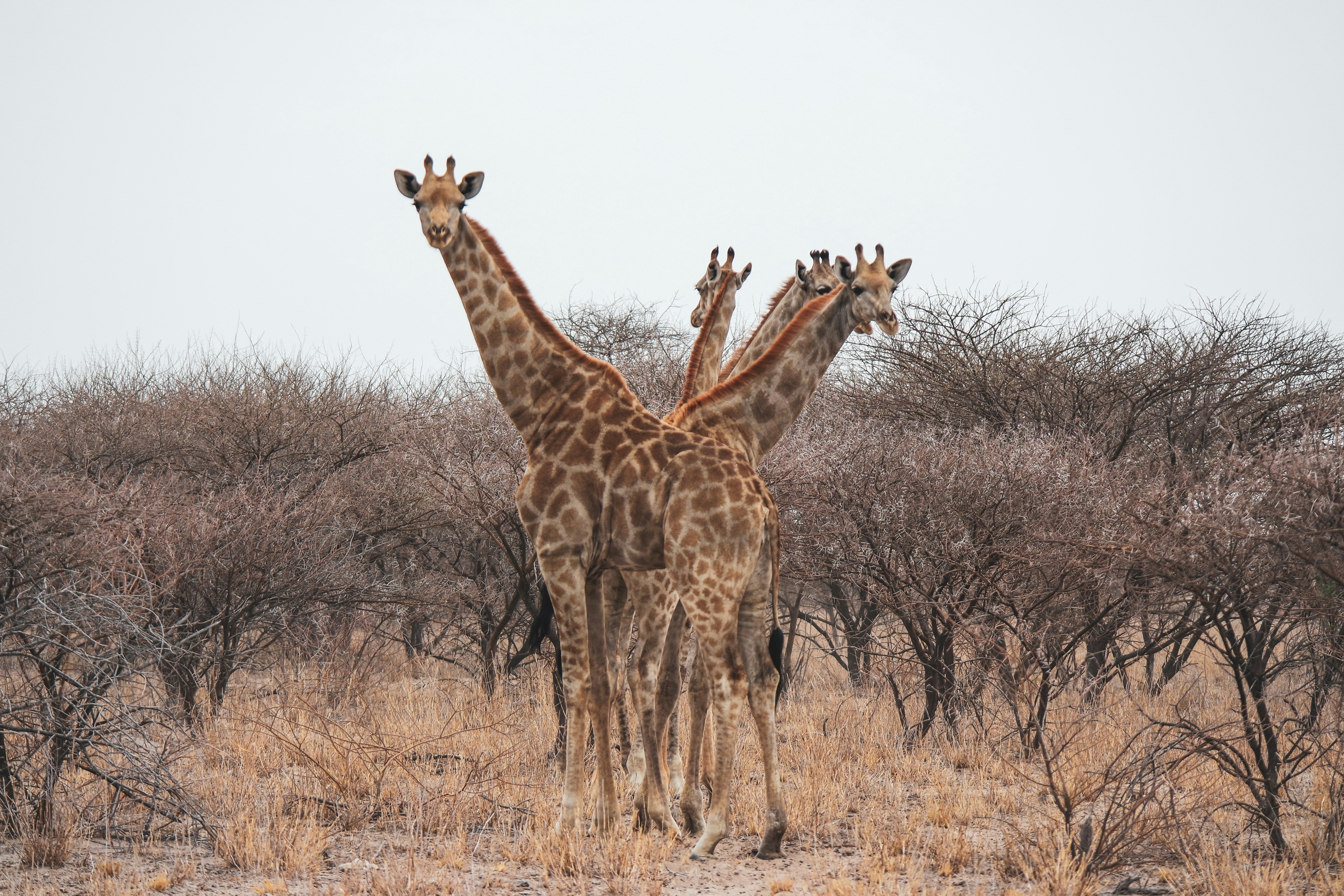 three giraffes on brown grass field during daytime