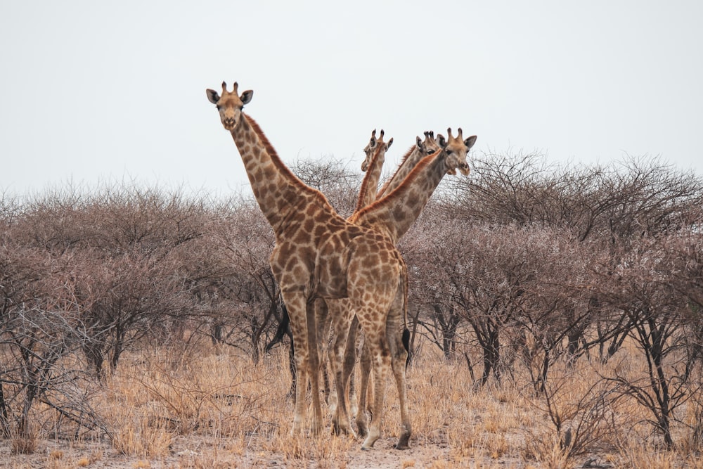 three giraffes on brown grass field during daytime