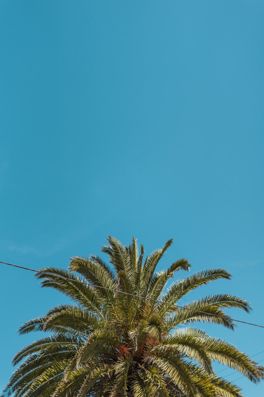 green palm tree under blue sky during daytime