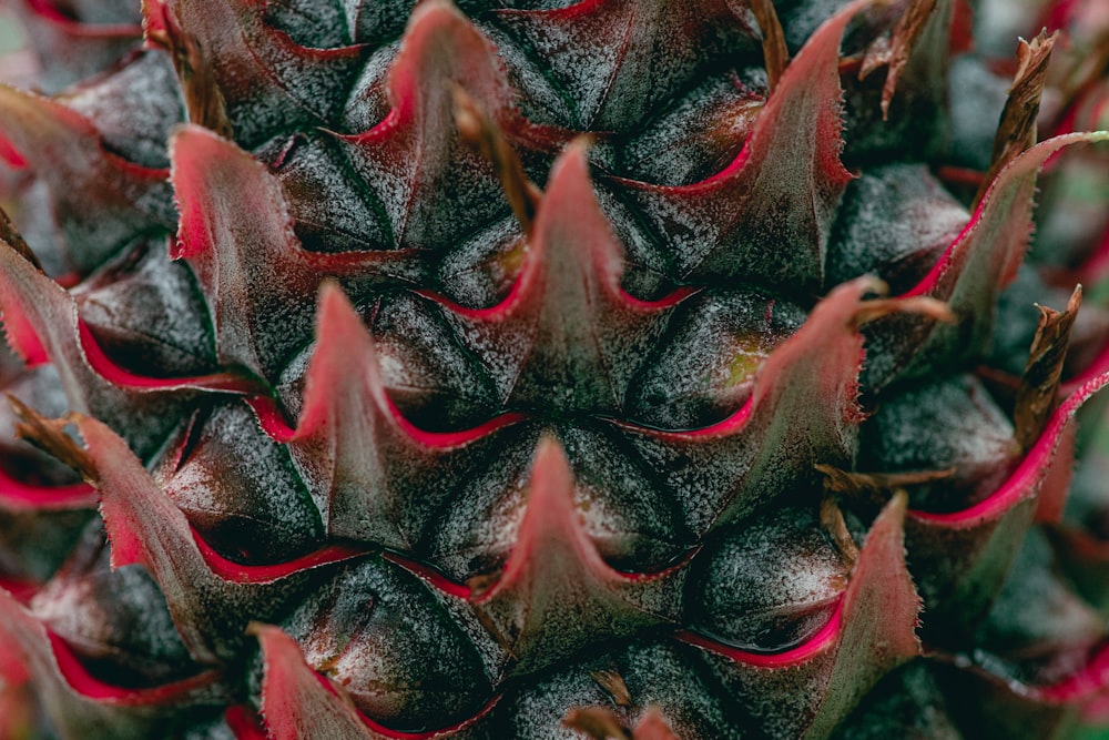 green and red pineapple fruit