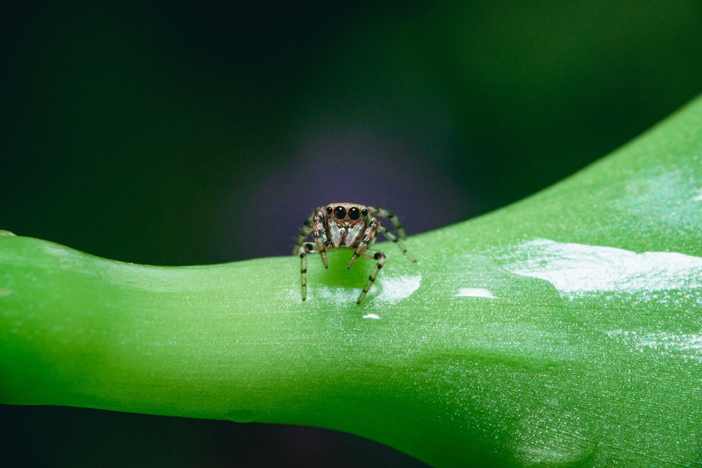 brown and black spider on green leaf